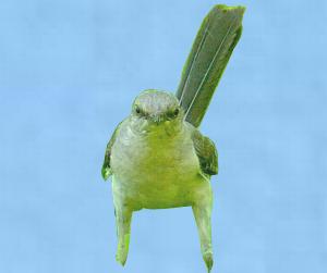 Mockingbird